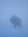 Der Weg führte uns anfangs querfeldein, über schneebedeckte Wiesen und Felder, vorbei an einigen Bauernhöfen. Der Nebel hatte uns noch voll im Griff, jedoch  blinzelte die Sonne schon sehr zaghaft durch.