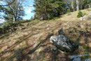 Im oberen Bereich des Waldhanges lichtete sich der Baumbestand etwas und …