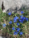 Die Flora ist meines Erachtens nach hier um etwa 14 Tage früher dran. Die Wiesenenziane zeigten sich in voller Blüte. Ach so schön kann nur der Frühling sein!