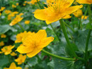 Neben dem Weg immer wieder herrliche Bergblumen.