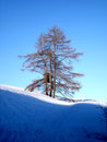 Oben angekommen, die erste Hürde gemeistert, querten wir die Forststraße nochmals. Bevor es weiterging, musste ich diesen alleinstehenden Baum in Szene setzen.