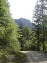 ... die Mair Alm Forststraße talwärts. Wir konnten hier nochmals einen Blick auf unser heute bestiegenen Gipfel werfen.