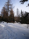 Dem gespurten Weg, erst durch Föhrenwald und ...