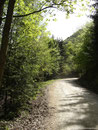 Ich beschloss an dieser Stelle die Forststraße zu nehmen da ich auf dem Rückweg über den Wanderweg marschieren wollte.