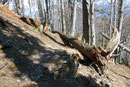 Wie so oft bei unseren Ausflügen in die heimische Bergwelt hatte auch hier der Sturm ganze Arbeit geleistet. Wo man hinschaute gab es umgestürzte Bäume zu begutachten.