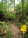 Auf einem breiten Waldweg ging es nun weiter empor, bis ich …