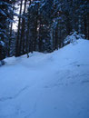 ... als wir den Bergwald mit unserern Schneewatschlern hochwanderten.