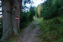 Darauffolgend wanderte ich den herbstlich, goldgefärbten Mischwald, über  moderat ansteigende, jedoch  weitläufigen  Kehren höher. 