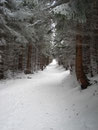... und wiederum durch dichten Bergwald.
