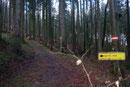 … leitete in dichter bewaldetes Terrain hinein. 
