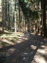 … und anschließend wieder durch den Wald.