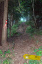 Etwa 200m weiter oben teilte sich die Straße und ich hielt mich nach rechts. Einige Meter weiter zweigte schon der Steig Nr. 871 links in den Wald Richtung Lamingsattel  ab, dem ich bergwärts folgte.