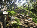 ... waren wir am Gipfelkamm angekommen. Hier ein kurzer Blick des Weges Richtung Mair Alm über diesen uns unser Abstieg führen sollte.