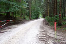Vom Parkplatz der Taferlklause folgten Gabi und ich zunächst links des Sees der leicht ansteigenden Schotterstraße durch den Wald.