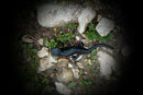 Nicht jeder ärgert sich, wenn es  in den Bergen wieder mal so richtig regnet und nass ist. Denn nur nach Regen kommen sie aus ihren Verstecken: die schwarzen Alpensalamander.