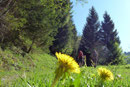 … den zur verfallenen Zaglbaueralm hinaufziehenden Fahrweg bergan. Immer wieder sorgte das leuchtende Gelb der Sumpfdotterblume bzw. des Löwenzahns für einen netten Kontrast.