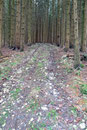 Links gegenüber der Hütte leitete ein Karrenweg durch dichten Wald zum Kienesberg-Gipfel. Für mich war ein Gipfelbesuch natürlich PFLICHT!