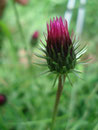 ... Bergflora, genannt "Skabiosen-Flockenblume" ...