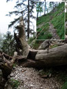 Am Ende der seilversichteren Passage galt es einen gefällten Baum mit einer Einkerbung zu überwinden.