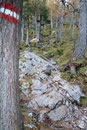... nochmal ca. 100 Höhenmeter den Bergwald empor ...