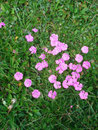 Je näher wir talwärts wanderten, desto mehr dehnte sich das satte saftige Grün wieder aus, die Steinnelken, sowie viele andere bunte Blumen sprießten aus dem Boden.