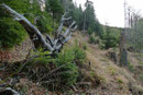 … wenige Meter weiter der Steig nach rechts wiederum in den Wald abdrehte. Der Baumbestand nahm zunehmend ab und meine Route wandte sich nach Süden auf einen begrünten Rücken zu. 