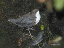 Wasseramsel