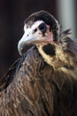 Vautour moine - Le Bois des Aigles