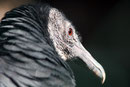 Le Bois des Aigles