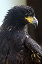 Le Bois des Aigles