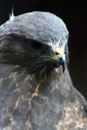 Aigle Royal - Le Bois des Aigles