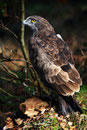 Le Bois des Aigles