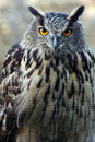 Grand Duc - Le Bois des Aigles
