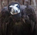 Vautour moine - Le Bois des Aigles