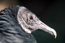 Le Bois des Aigles