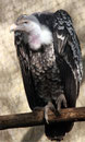 Vautour Fauve -Le Bois des Aigles