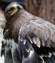 Aigle Royal - Le Bois des Aigles