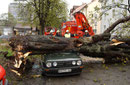 TH, Baum auf Auto
