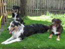 Shadow mit "Mama" Indi und Bruder Inch