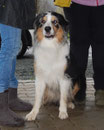Shadow beim Welpentreffen im November 2013