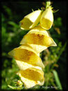 Digitalis grandiflora, Grossblütiger Fingerhut