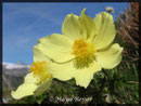 Pulsatilla alpina ssp. apiifolia, Schwefel-Anemone 