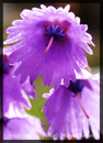 Soldanella alpina, Grosses Alpenglöckchen 1