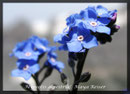 Myosotis alpestris, Alpen-Vergissmeinnicht
