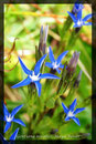 Gentiana nivalis, Schnee-Enzian