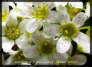 Saxifraga paniculata, Trauben-Steinbrech 2