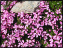 Silene acaulis, Kalk-Polsternelke