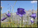 Campanula rotundifolia, Rundblättrige Glockenblume