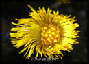 Tussilago farfare, Huflattich