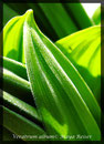 Veratrum album, Weisser Germer, Austrieb